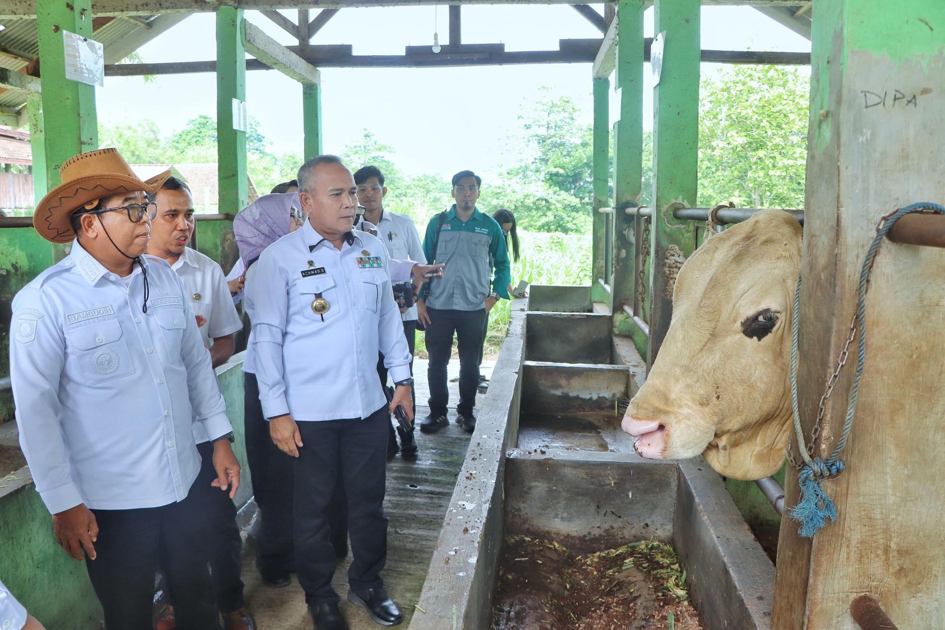 Pj. Gubernur Lampung Tinjau Balai Inseminasi Buatan, Dorong Modernisasi dan Peningkatan Stok Pangan