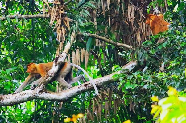 Catatan Perjalanan Kawasan TN Sebangau (4): Menyaksikan Gerombolan Bekantan Melintas