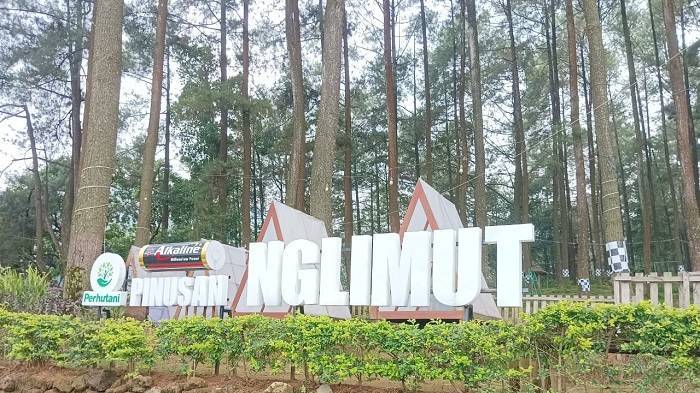 Pinusan Nglimut Referensi Liburan Ala Camping Bersama Keluarga