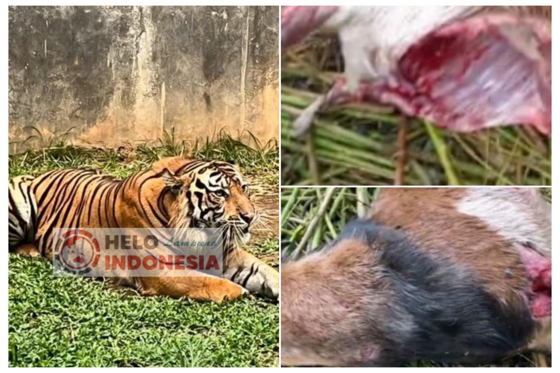 Ada Jejak 3 Harimau Cari Mangsa di Sekitar RSUD Kabupaten Pesibar
