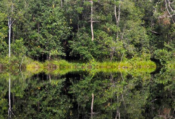 Vegetasi bermacam-macam khas hutan tropis Istimewa Hutan Tropis
