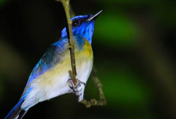 Menyusuri Hutan TN Nasional Sebangau, Kalteng (3): Masyarakat Berdaya, Hutan Tetap Lestari