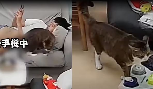 Lebih Cerdas dari Anakku: Kucing Berkomunikasi dengan Pemiliknya Lewat Tombol Ucapan