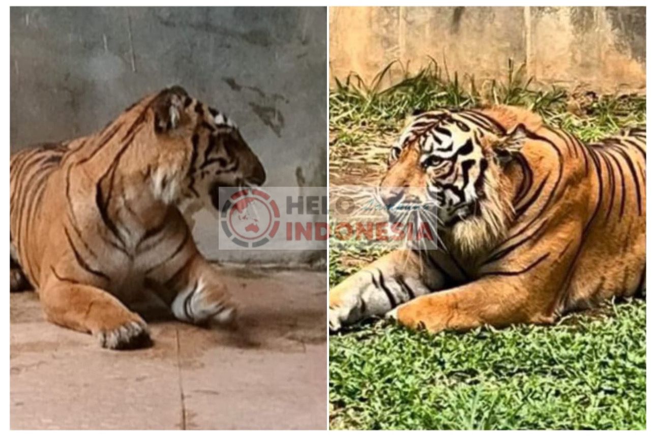 Terperangkap, Sentani dan Batuah Mungkin Dipaksa Kawin di Lembah Hijau