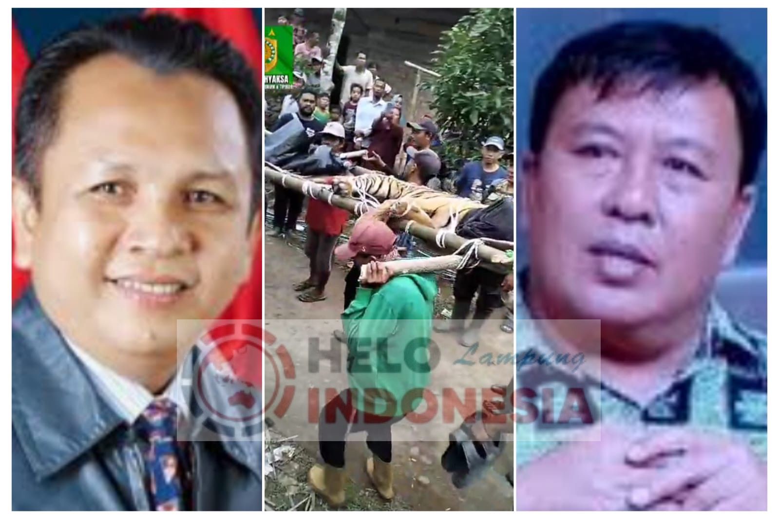 Salah, Harimau Putri Sentani dan Batua Dikerangkeng di Lembah Hijau