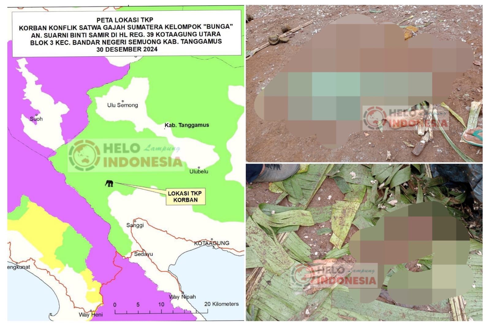 Tubuh Ny. Lik Safar Terpotong-potong Diamuk Gajah Liar di Tanggamus
