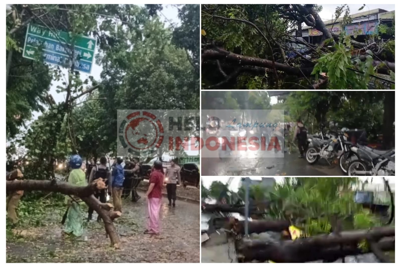 Hujan Angin Bandarlampung, Sedikitnya 11 Pohon Tumbang di 8 Lokasi Ini