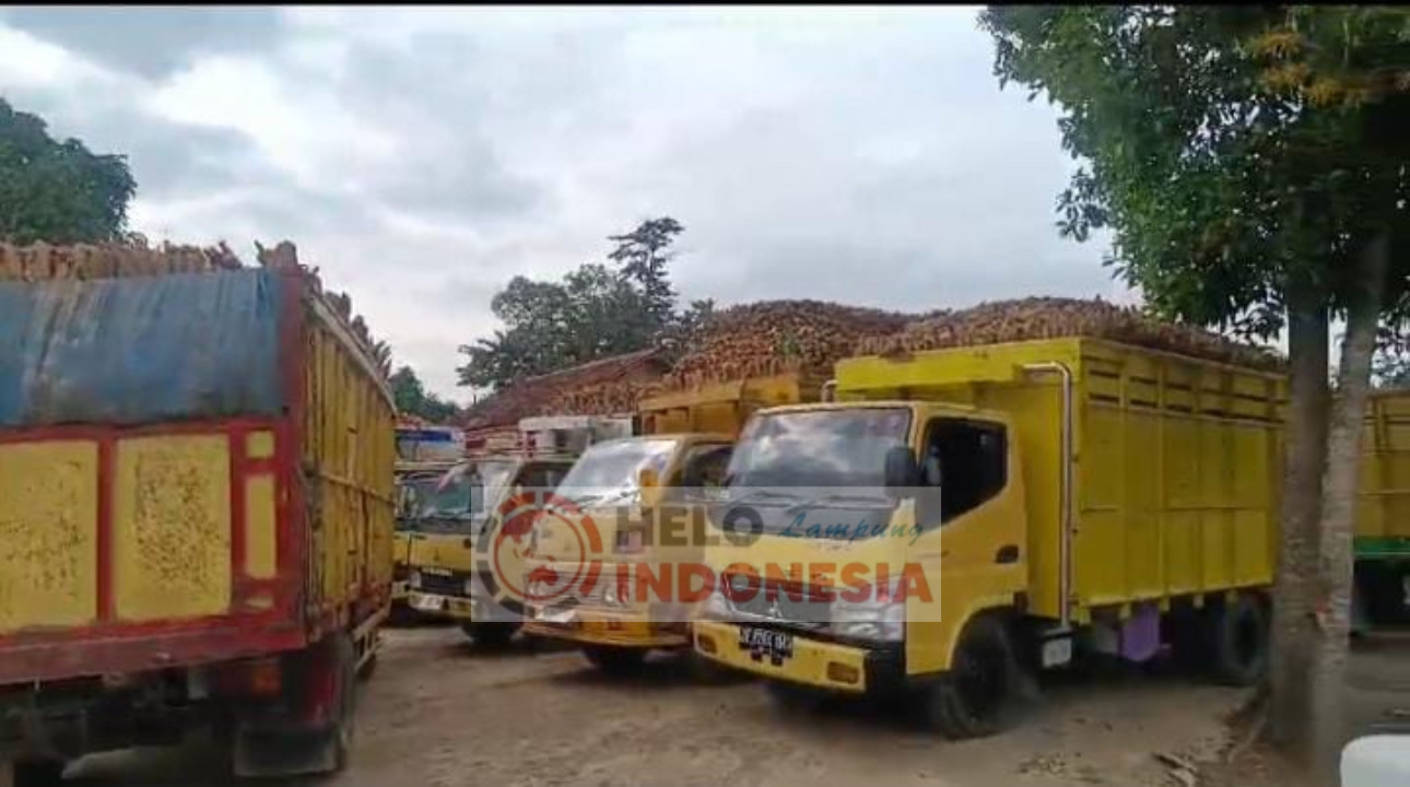 Harga Singkong Mulai Bagus, Truk Lamtim Antre ke Pabrik Tapioka Lamteng