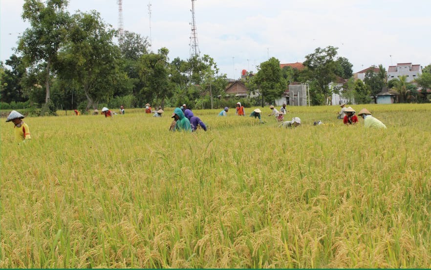 Jaga Produksi Padi Aman, Inilah 10 Jurus Pengendalian Hama Tikus
