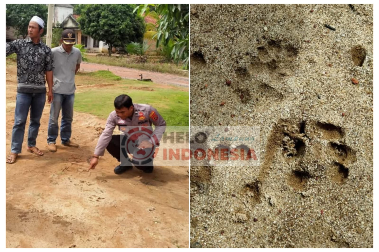 Di Mesuji, Warga Cemas Ada Jejak Mirip Telapak Kaki Harimau di Kebun Sawit