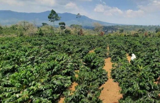 Ribuan Ha TNBBS Jadi Kebun Kopi, Germasi Laporkan Para Pejabat ke Kejati