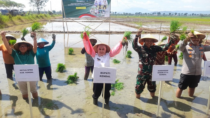 Tanam Padi Serentak, Bupati Kendal dan Rombongan Turun ke Sawah Menanam Bibit Padi