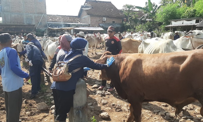 Jelang Iduladha 1446 H, Dintanpan Rembang Intensifkan Vaksinasi Sapi