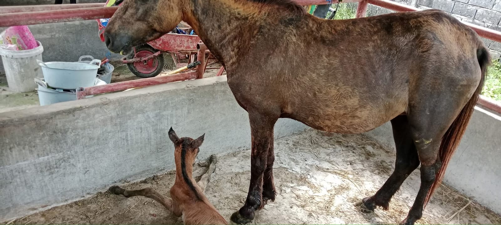 Seekor Kuda Betina Bernama Menel di Taman Kehati Mesuji Melahirkan