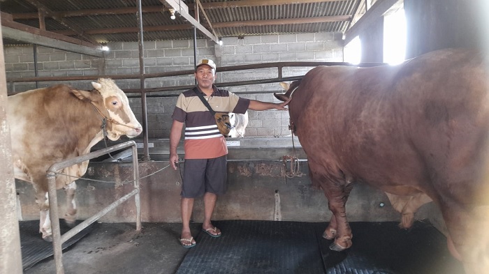 Joni, Sapi Bobot Satu Ton Milik Presiden Prabowo Bakal Disembelih di Kaliwungu