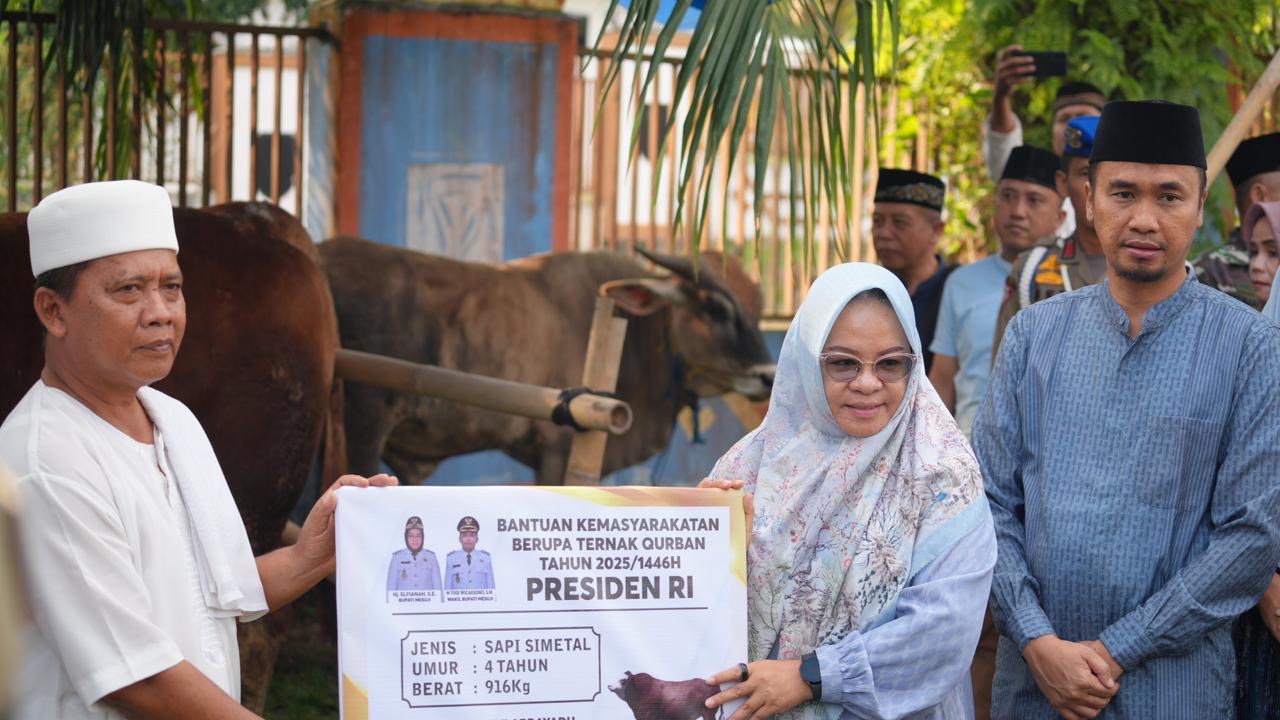 Bupati Mesuji Berikan Sapi Bantuan Presiden Seberat 916 Kg Kepada Masyarakat