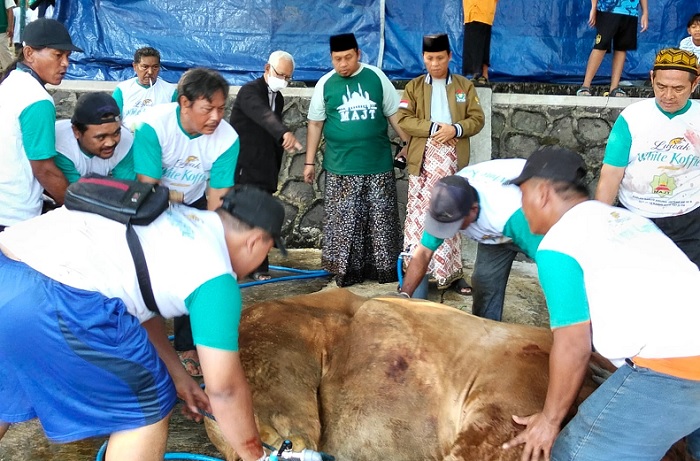 Rayakan Iduladha 1446 H,  MAJT Sembelih 45 Hewan Kurban
