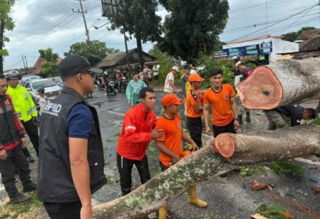 POHON TUMBANG