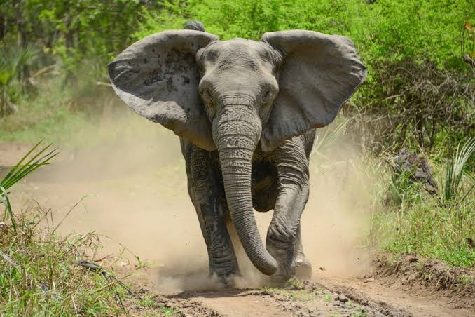 Memancing Dekat Hutan Way Kambas, Seorang Warga Diserang Gajah Liar