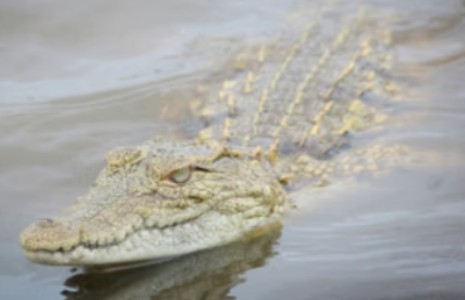 BUAYA