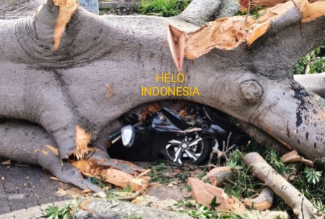 2 Pengemudi Terjepit, Pohon Besar Timpa 2 Mobil di Hotel Holliday Inn, Bukit Randu