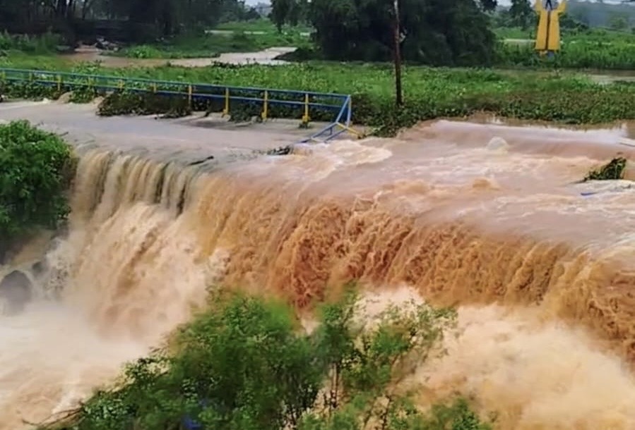 Ratusan Hektar Tanaman Padi Di Lampung Timur Terancam Puso Akibat Banjir