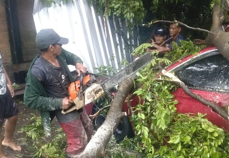 Pemkot Semarang  Evakuasi Pohon Tumbang Akibat Cuaca Ekstrem di Sejumlah Lokasi