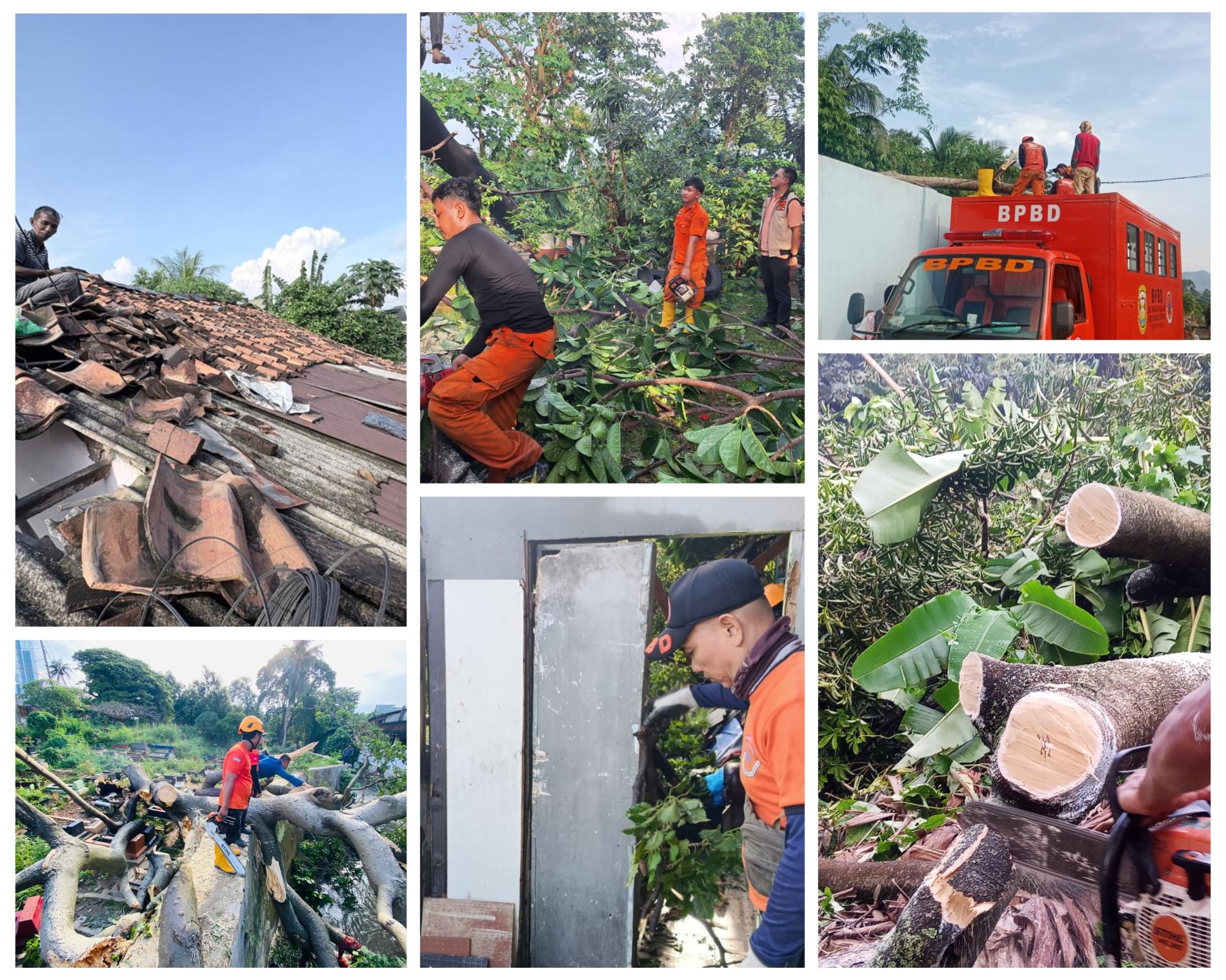 Angin Kencang di Bandarlampung Tumbangkan Pohon Raksasa, Warga Terluka dan Rumah Rusak