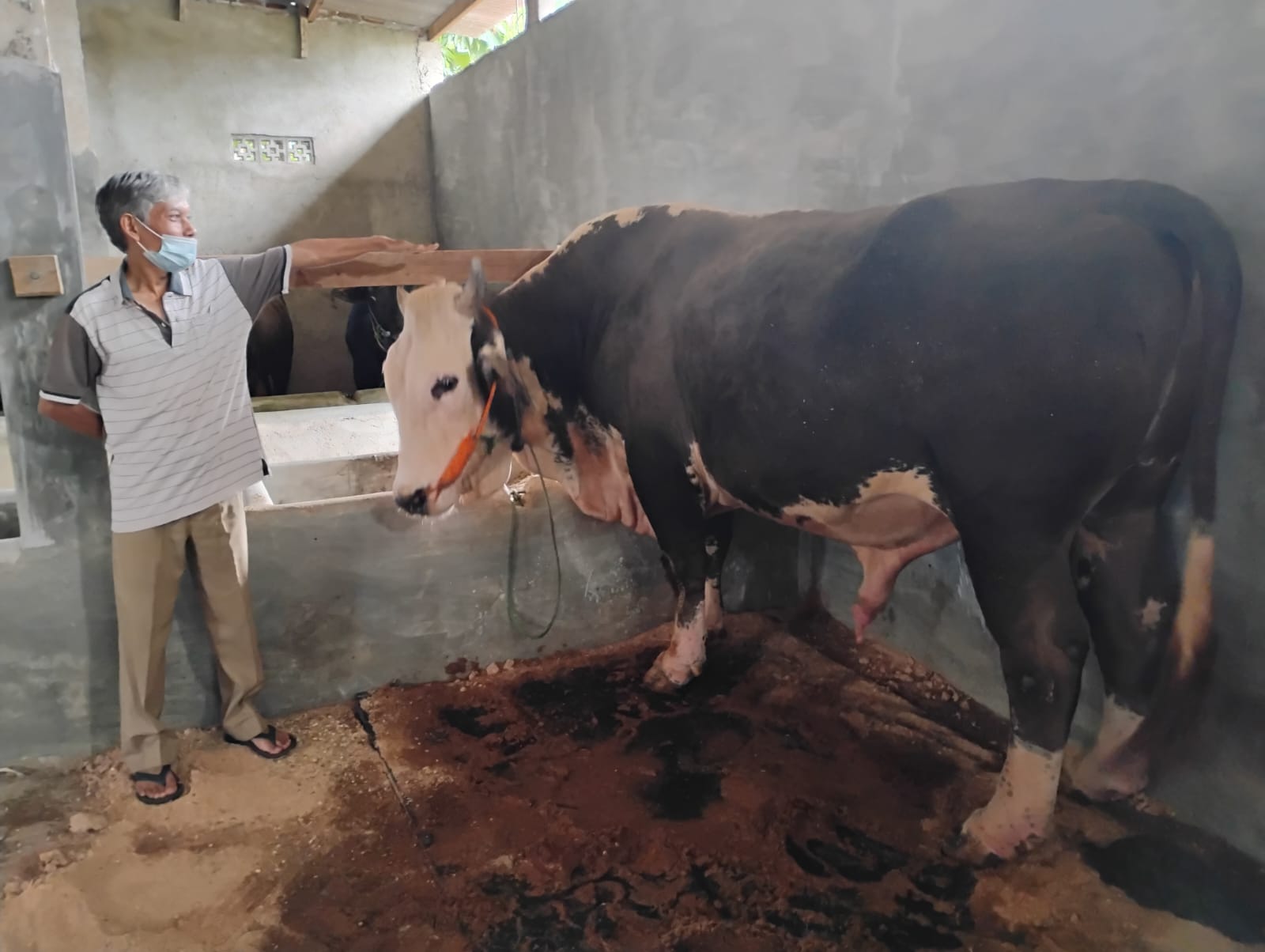 Sapi 1 Ton Milik Warga Sukarame Terpilih Jadi Hewan Kurban Presiden RI 2026