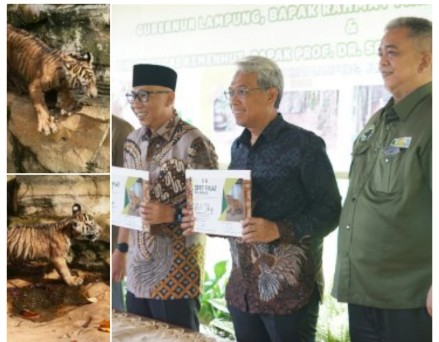 HARIMAU