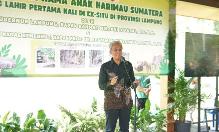 HARIMAU