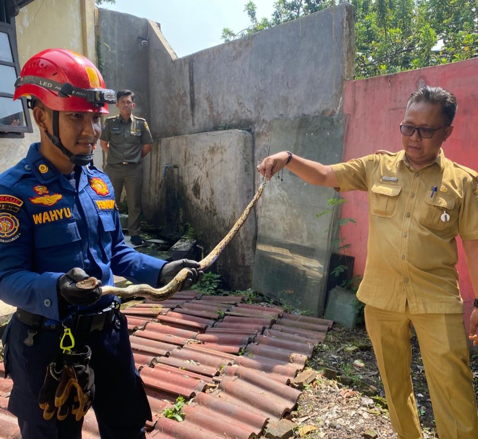 Petugas Damkarmat Bandarlampung Evakuasi Ular Sanca 1,5 Meter di Atap Dinas Pariwisata