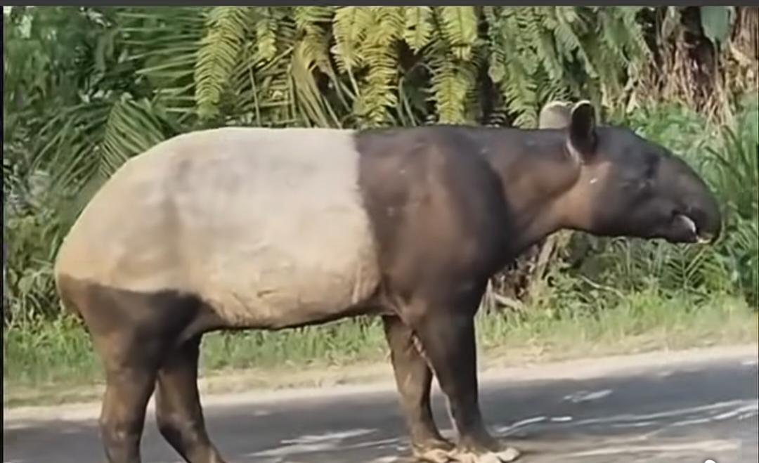 Hewan Langka Tapir Muncul Di Mesuji