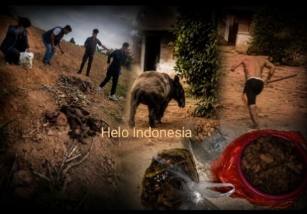 Tapir yang Disembelih Sisakan Jeroan, Dagingnya Jadi Rica-Rica