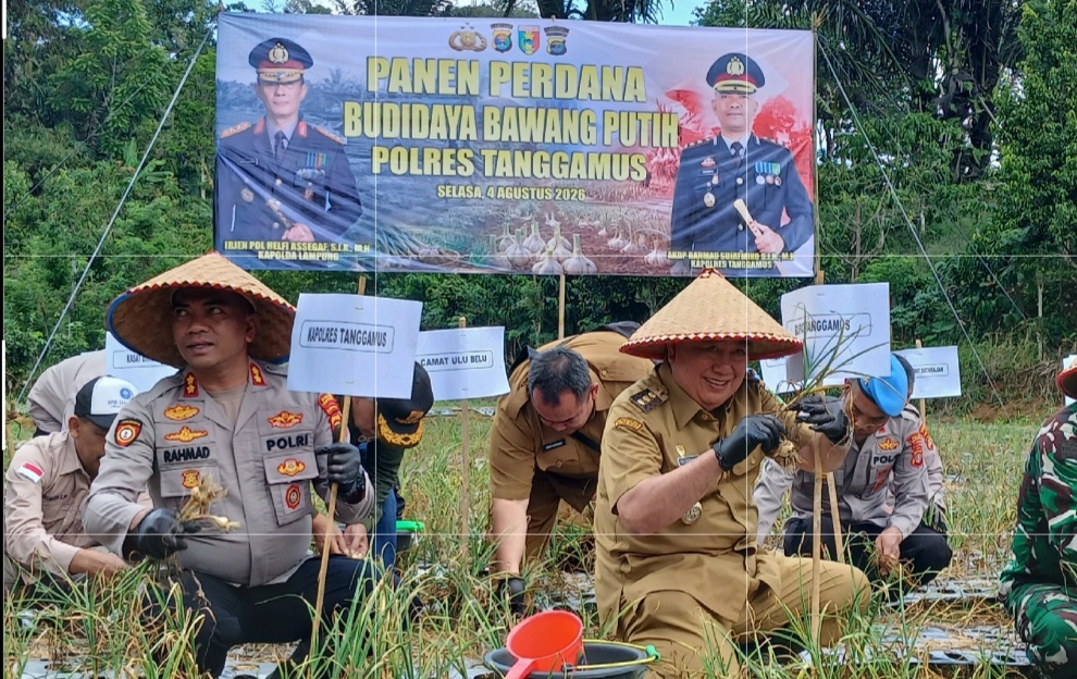 Panen Perdana Bawang Putih Grade A, Bupati Tanggamus Siapkan Perluasan Lahan