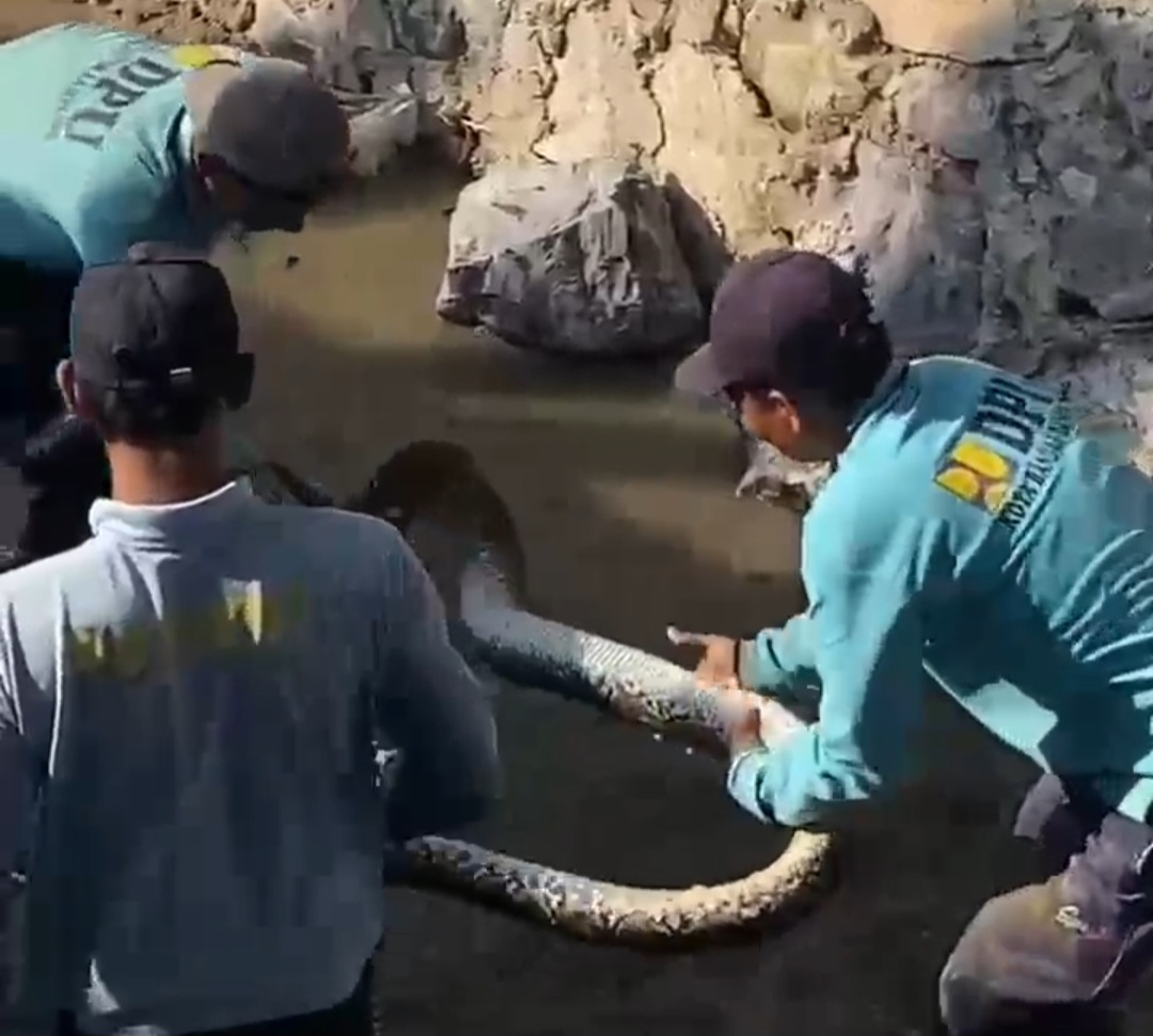 Pekerja SDA Dinas PU Kota Bandarlampung Temukan Ular Sanca Sepanjang 3 Meter Saat Perbaikan Talud Sungai