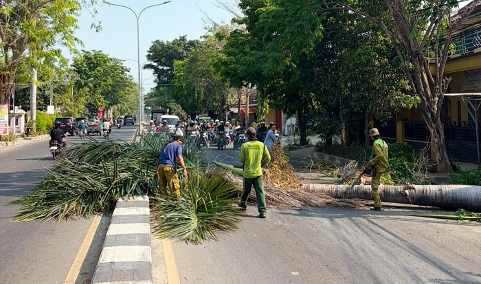 Bahayakan Pengendara, DLH Rembang Tebang Ratusan Pohon Palem Keropos