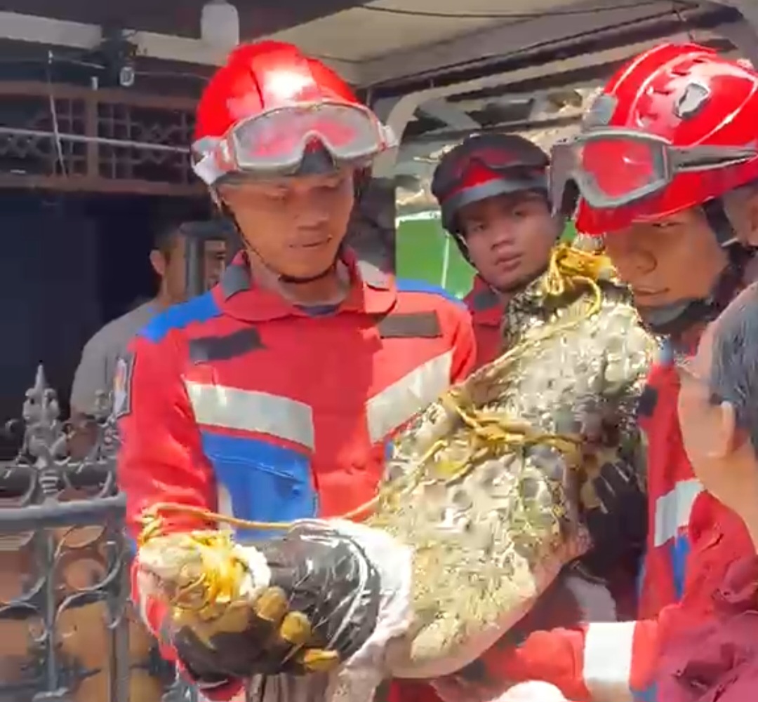 Buaya Muara 2,5 Meter Dipelihara Warga di Pidada Dievakuasi Damkarmat