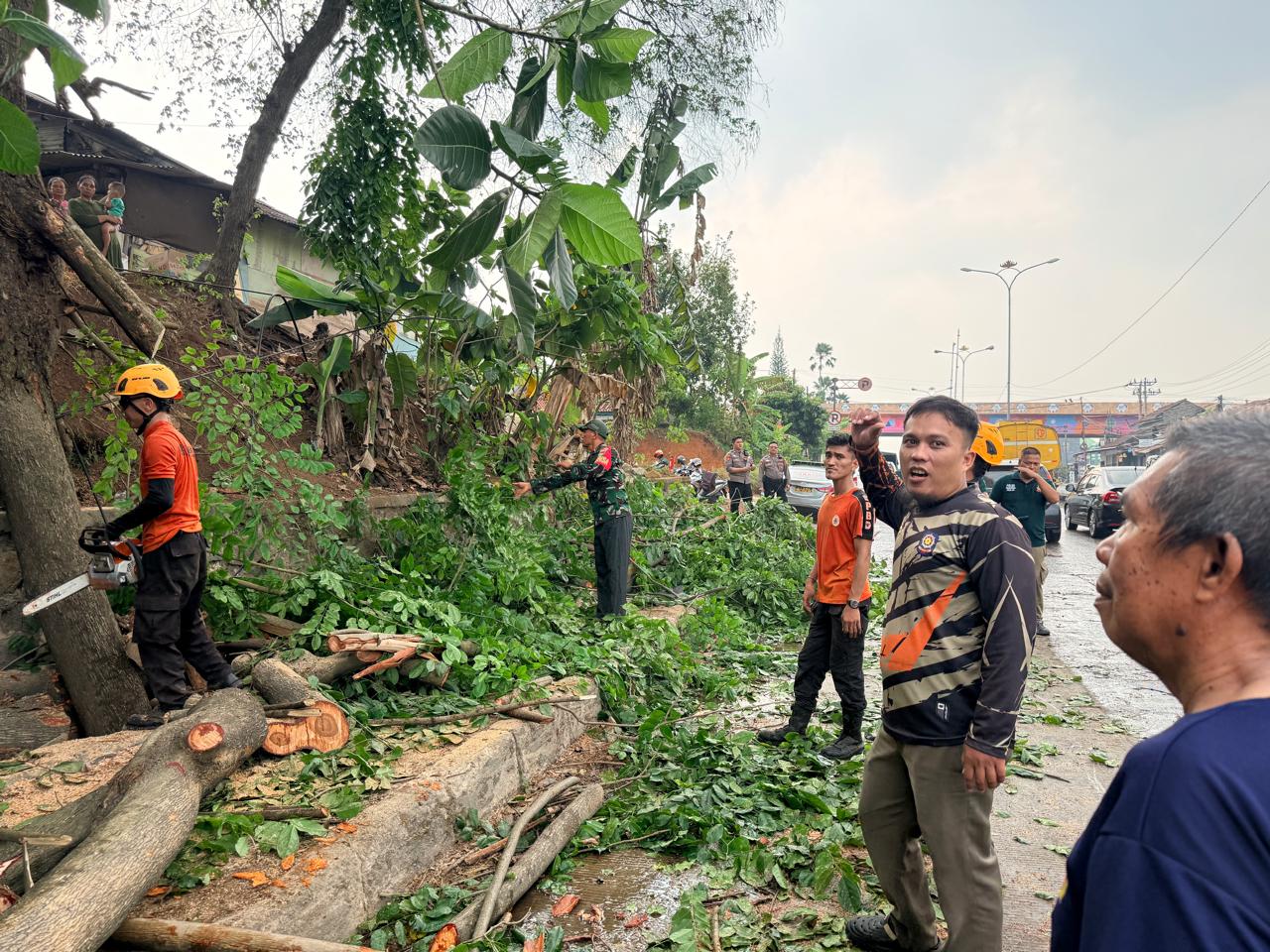 Angin Kencang Tumbangkan Pohon di Rajabasa, Dua Warga Terluka